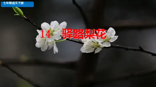 《驿路梨花》ppt课件
