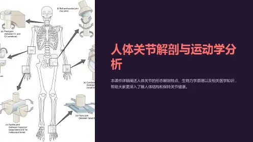骨科课件：人体关节解剖与运动学分析