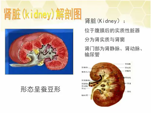 肾脏的超声检查ppt课件
