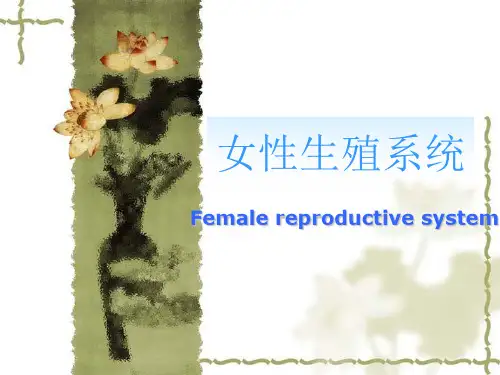 组织胚胎学：13女性生殖系统