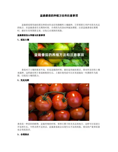 盆栽番茄的种植方法和注意事项