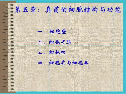 真菌的细胞结构与功能(共37张PPT)