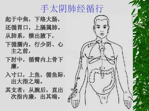 经络腧穴学最新课件