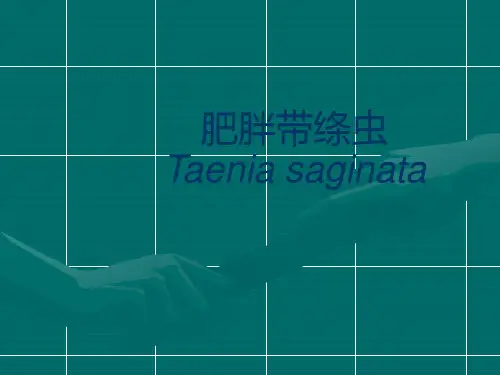 牛带绦虫