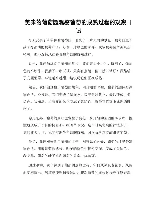 小学三年级作文美味的葡萄园观察葡萄的成熟过程的观察日记