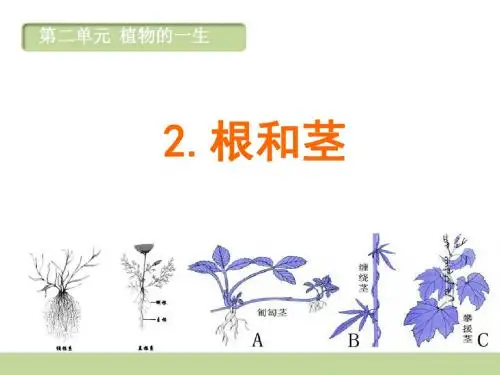 第2课 根和茎