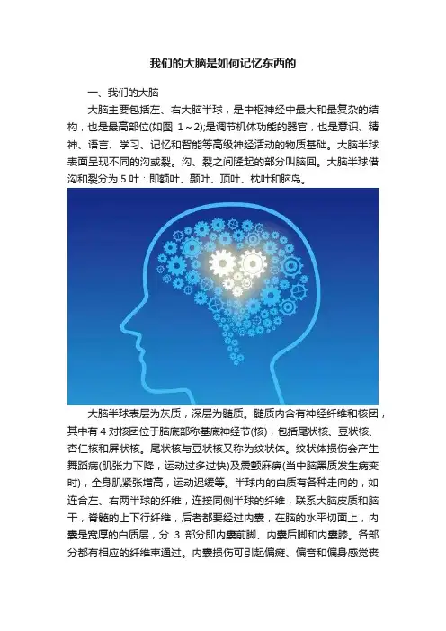 我们的大脑是如何记忆东西的