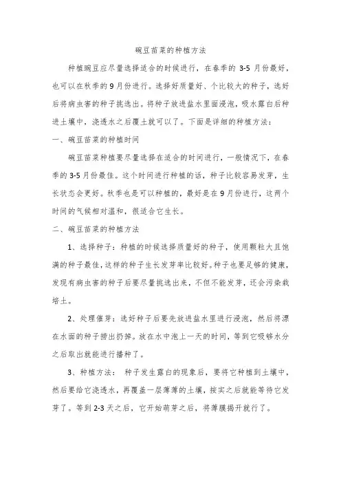 碗豆苗菜的种植方法