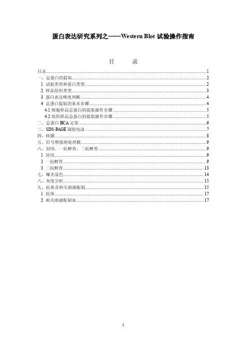 westernblot实验操作指南