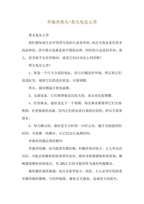 单独养黄头-黄头龟怎么养