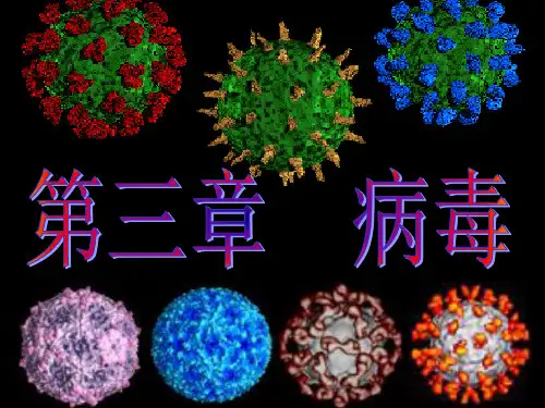 第三章 病毒与亚病毒 PPT课件