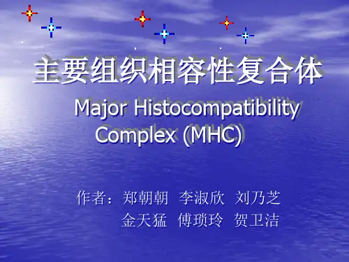 主要组织相容性复合体MajorHistocompatibi