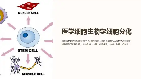 医学细胞生物学细胞分化