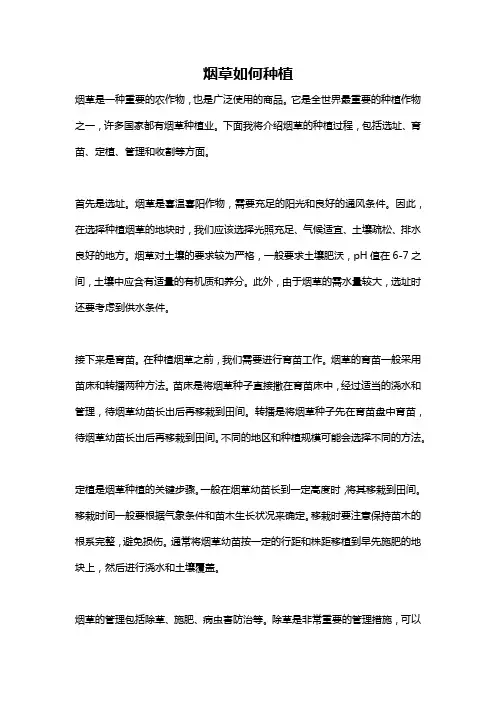 烟草如何种植