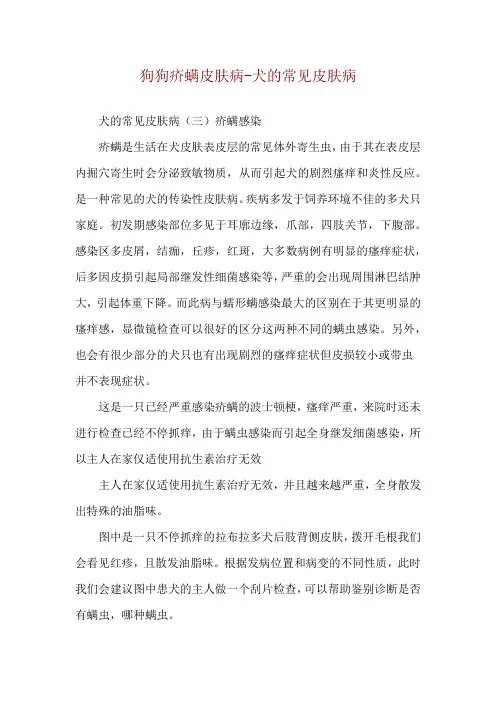 狗狗疥螨皮肤病-犬的常见皮肤病