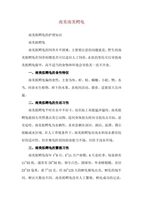 南美南美鳄龟