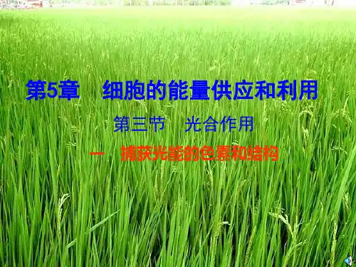 高三生物精品：第五章第四节一捕获光能的色素和结构ppt课件