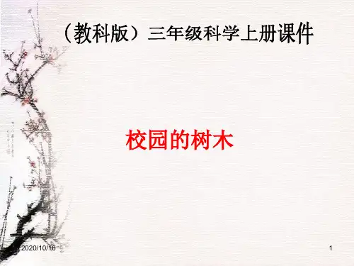 校园的树木PPT教学课件