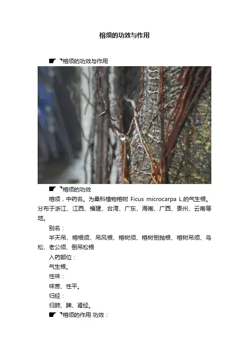 榕须的功效与作用