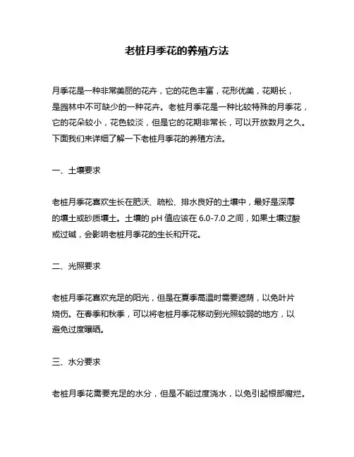 老桩月季花的养殖方法