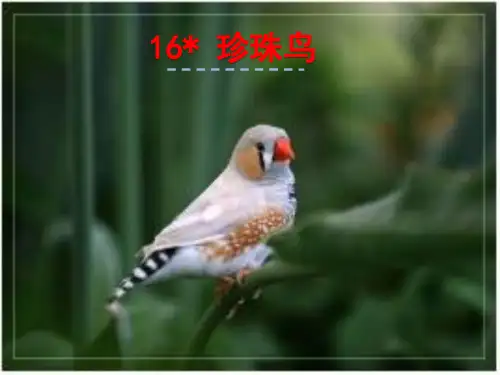 珍珠鸟PPT课件