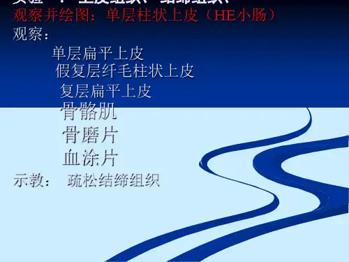 实验1-上皮组织