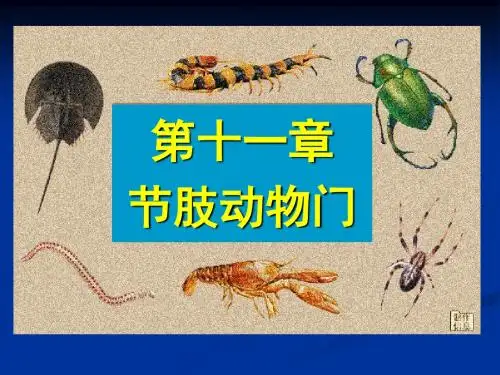 11节肢动物门