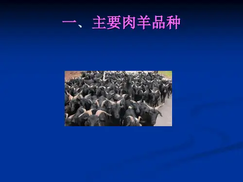 肉羊品种及饲养管理.ppt