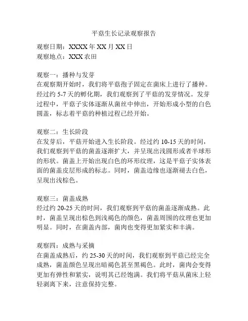 平菇生长记录观察报告