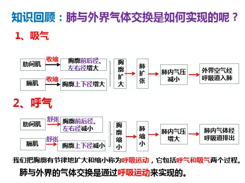 人教版 七下 4. 发生在肺内的气体交换 第二课时课件