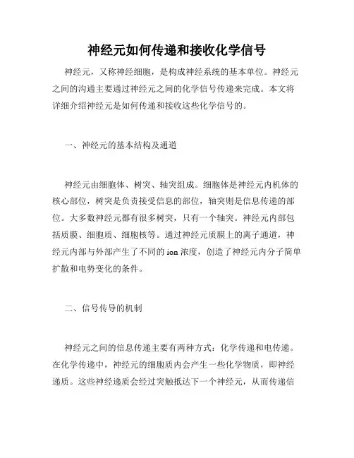 神经元如何传递和接收化学信号