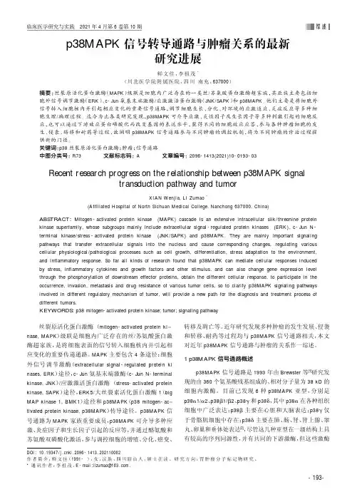 p38MAPK信号转导通路与肿瘤关系的最新研究进展