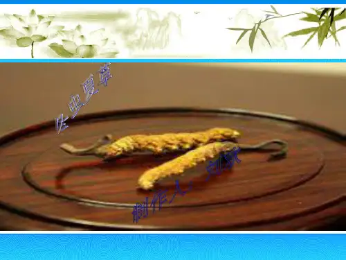 冬虫夏草介绍PPT