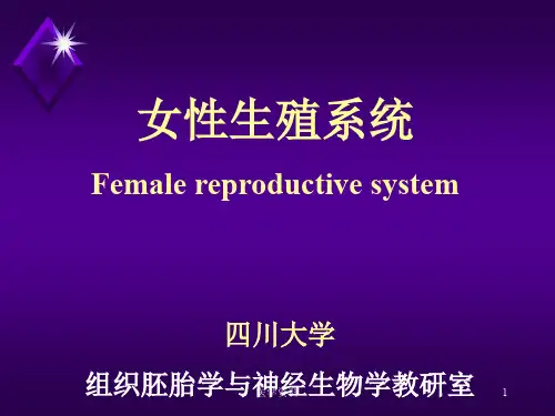 组胚__女性生殖系统__课件
