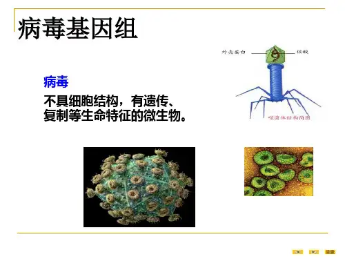 病毒基因组