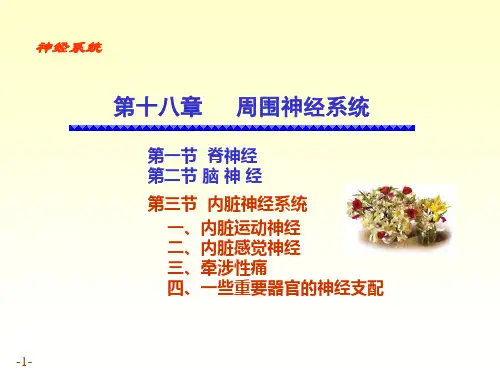 内脏神经系统自主神经系统-植物神经系统ppt课件