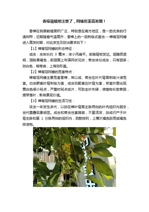 香樟栽植地注意了，网蝽危害高发期！