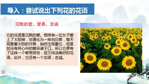 3.1 《百合花》课件(共36张PPT).ppt
