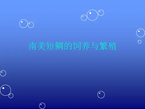 短鲷的饲养与繁殖