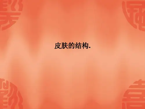皮肤的结构.PPT课件
