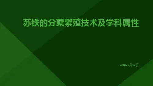 苏铁的分蘖繁殖技术及学科属性