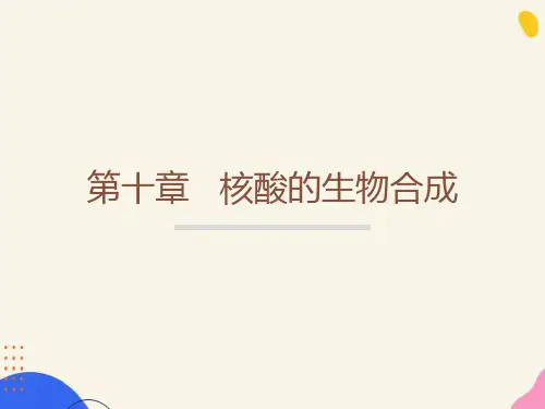 核酸的生物合成