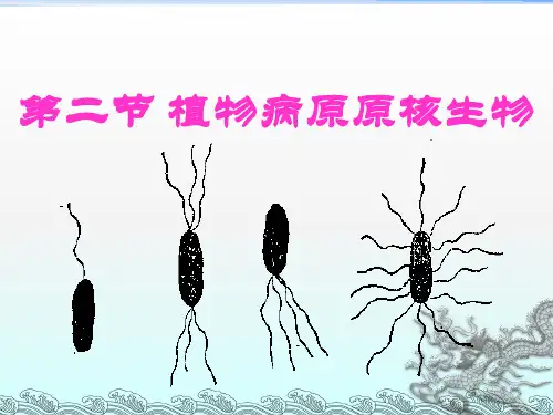 第三章 第二节植物病原原核生物