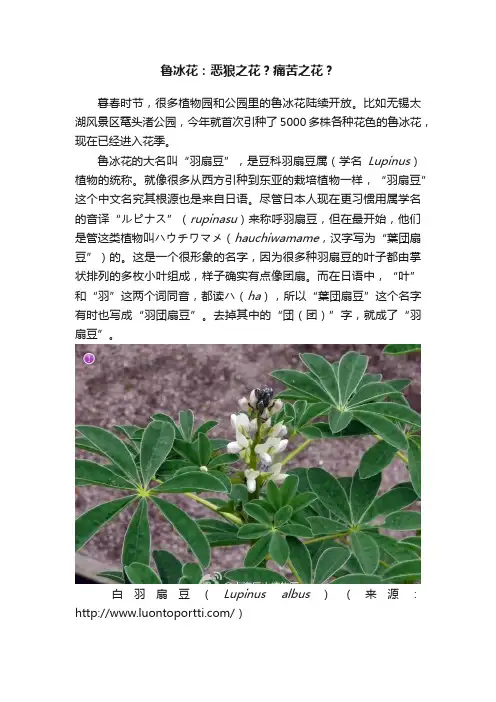 鲁冰花：恶狼之花？痛苦之花？