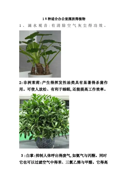 18种适合办公室摆放的植物