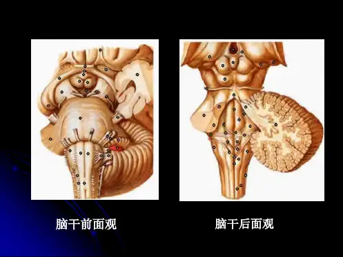脑干brain-stem