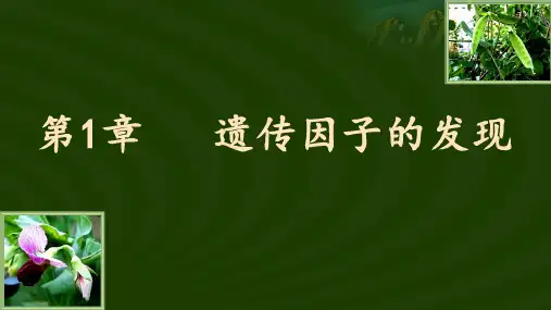 第一章遗传因子的发现说课课件2021-2022学年高一下学期生物人教版必修2
