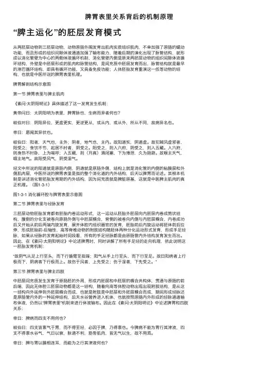 脾胃表里关系背后的机制原理