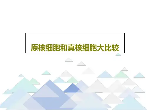 原核细胞和真核细胞大比较16页PPT