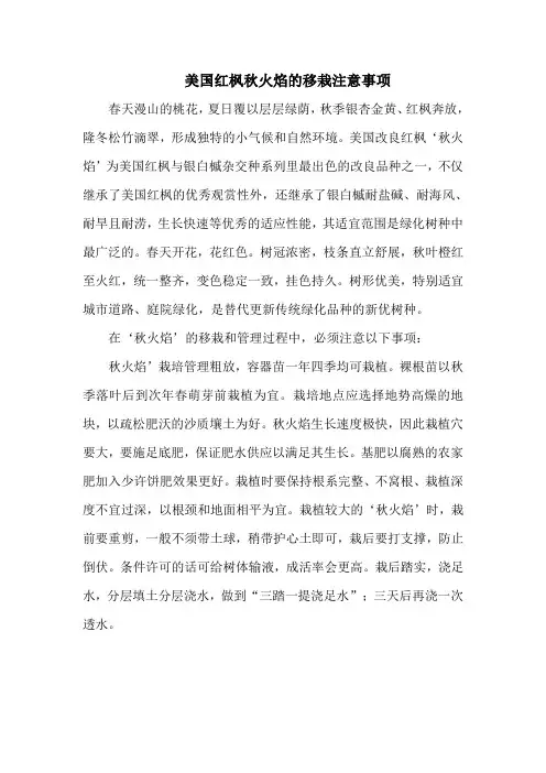 美国红枫秋火焰的移栽注意事项